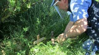 Con devoción alcalde y cura párroco plantan cruces en los campos, 